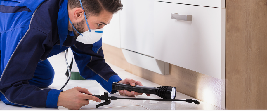 San Benito pest xpert removal